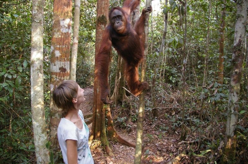 Su orangutangu Borneo (Kalimantano) saloje.